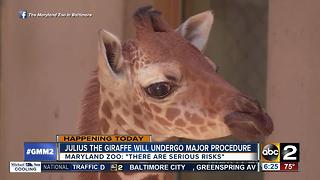 Maryland Zoo: Julius to undergo major medical procedure