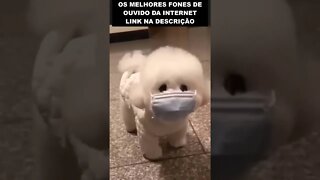 Esse cachorrinho apoia o uso de mascara