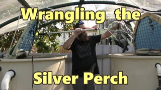 Wrangling the Silver perch - Supporters Clip October 2016