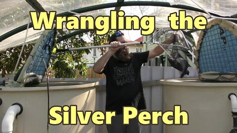Wrangling the Silver perch - Supporters Clip October 2016