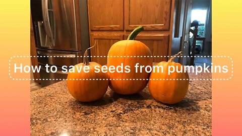 How I Save seeds from pumpkins