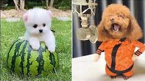 Baby Dogs | Cute and Funny Dog Videos | Funny Puppy Videos | Funny Dogs