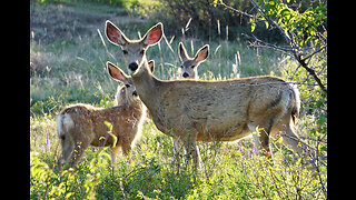 Tallman Gulch Trail Wildlife