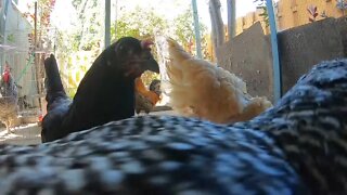 Backyard Chickens Eating Snacks Sounds Noises Relaxing Hens Clucking Roosters Crowing!