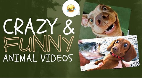 Unbelievable Animal Comedy: Must-See Funny Moments!