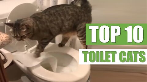 TOP 10 TOILET CATS