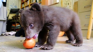 Cute Black Bear Cub Hand Raised After Being Orphaned