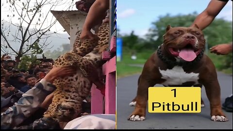 Dog And Tiger Fight Who Got Heavy on whom