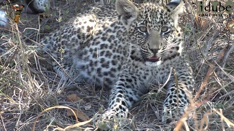 Hlab'nkunzi Female Leopard And Son: Sighting 4