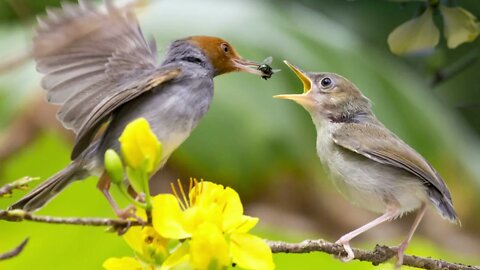 Bird sounds for Relaxation - Nature sounds music for Meditation - Birds chirping, birds singing.