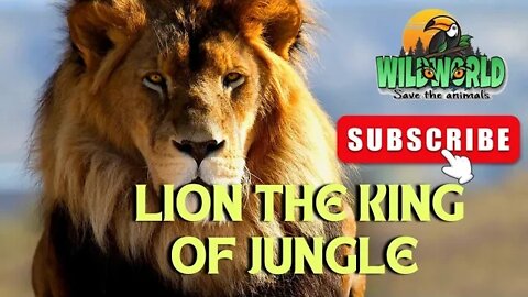 lion the king of jungle