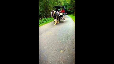 Beautiful Horse 🐎 | Killarney National Park | Ireland #viral #viralvideo #viralshorts #horse