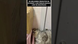 gato de condomínio é muito bobo