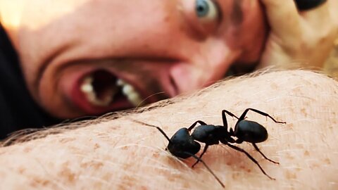 Watch this giant ant eat me.