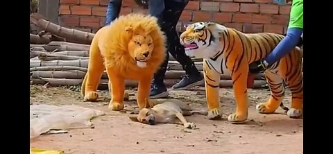 Tiger toy Prank on Street Dogs Very funny video