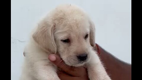 Labrador puppy