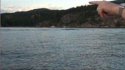 Ogopogo Monster Leaves "Wake In The Lake", Okanagan Lake, British, Columbia
