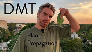 How to grow DMT containing plant Chacruna? (#3)