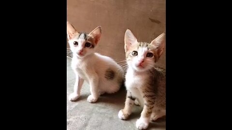 Tiktok cats funny video complications