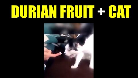 Durian fruit + Cats