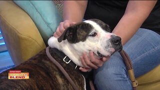 Pet Patrol | Morning Blend