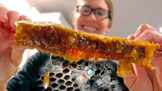 Honey ASMR... but what happened to the bees?
