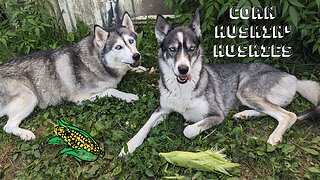 Corn Husking Huskies