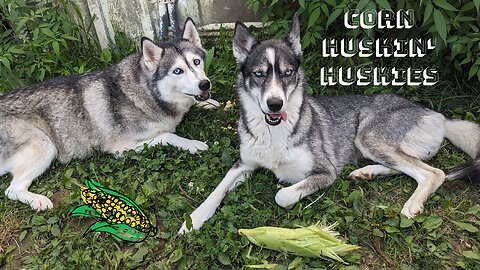 Corn Husking Huskies