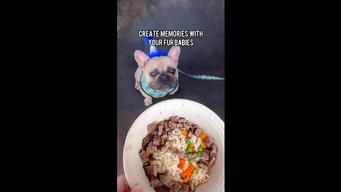 Create Memories with your Furbabies | Mochi The French Bulldog