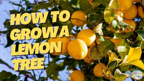 The Complete Guide to Growing Lemon Trees and How to Get Fruit in 2-3 Years #lemontree