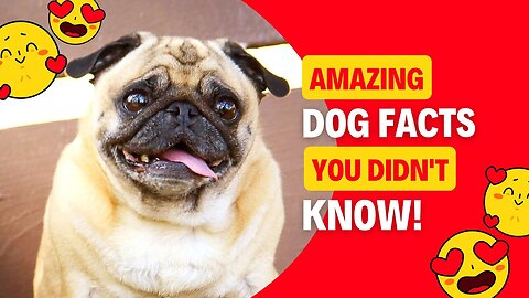 Amazing Dog Facts You Didn't Know!