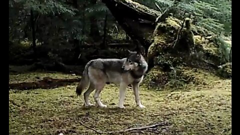 Wolves near Ketchikan