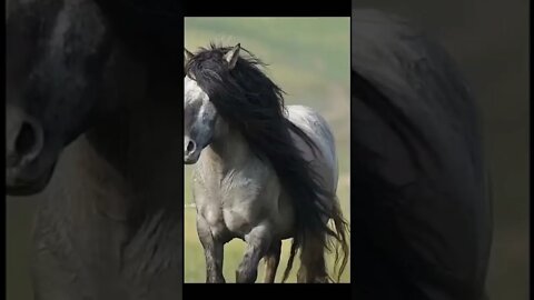 Beautifull Horse