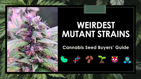 16 Weirdest Weed Strains | Mutant Cannabis Seeds Guide
