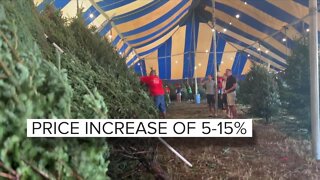 Purchasing Christmas tree this year? Expect to pay more