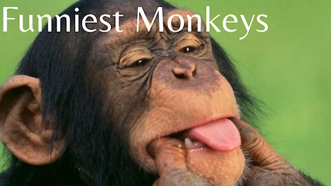 Funniest Monkey - cute and funny monkeys clips