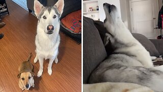 Husky Asks Mom's Permission To Howl Along With Sirens