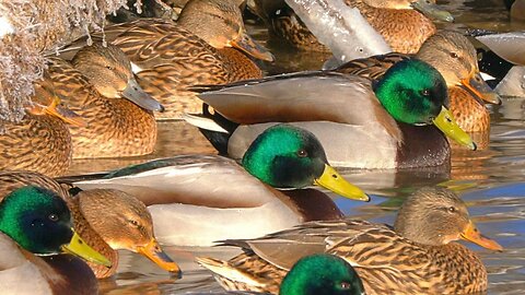 Ice Coast Arctic Mallard Ducks, Packed Like Sardines