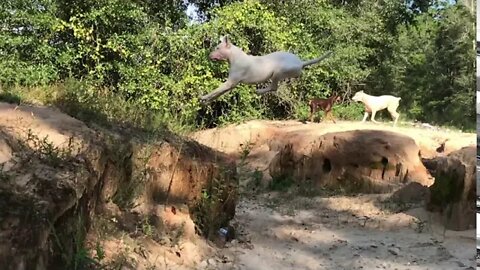 Dogo Argentino Jumps a Gully [GUWD#18]