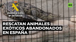 Rescatan dos cocodrilos y varios animales exóticos en España