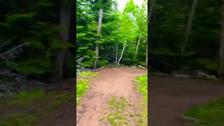 Dense greens in the forest