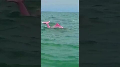 WOW! A rare PINK DOLPHIN #nature #wildlife