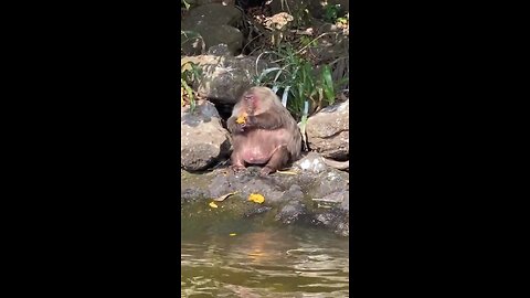 Have you ever seen a fat monkey? #sweet #monkey #stressfree #lifestyle