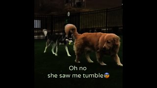 Golden Retriever takes epic tumble at dog park