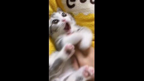 Funny cute cats