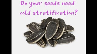 Do your seeds need cold stratification?