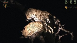 WILDlife: Amazing Leopards Trying To Mate In A Tree!!