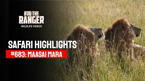 Safari Highlights #683: 01 & 02 April 2022 | Lalashe Maasai Mara | Latest Wildlife Sightings