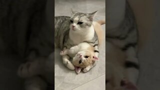 FUNNY CUTE KITTEN - Tiktok Compiled #Shorts