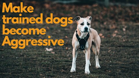 Make trained dogs become aggressive